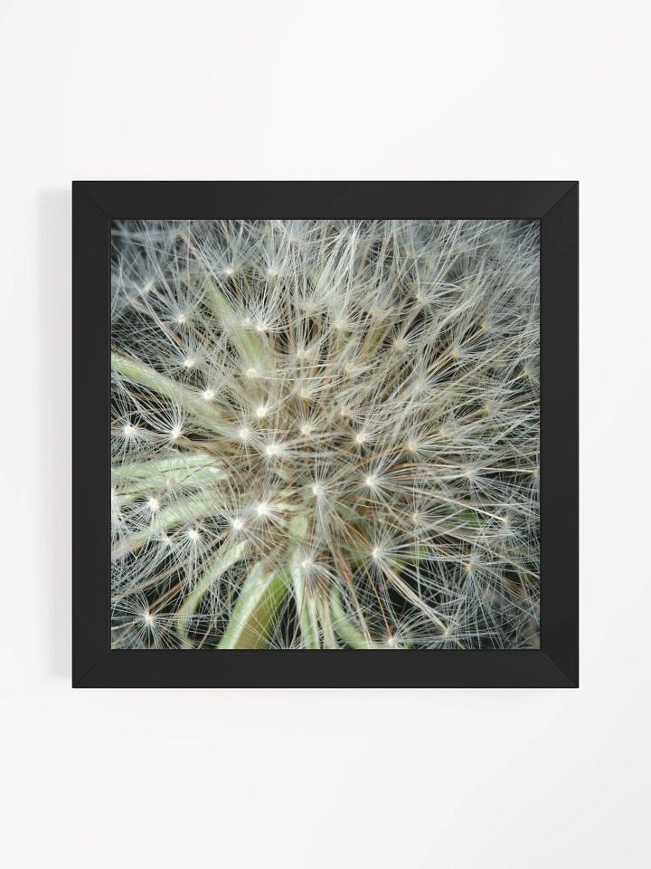 Dandelion #3 - Framed Print product image (1)