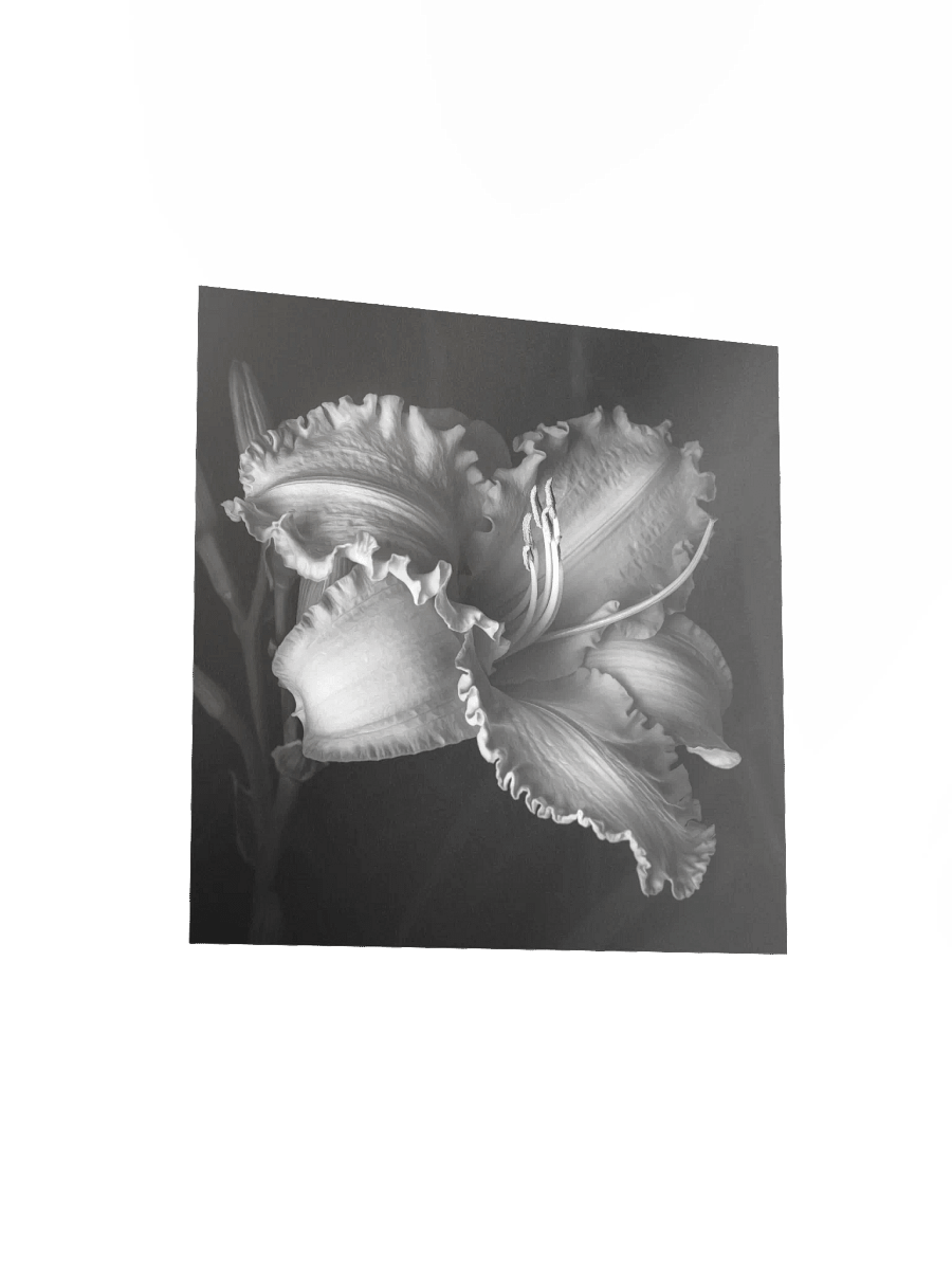 Ruffled Daylily in Monochrome product image (3)