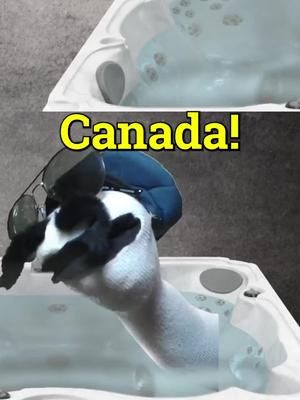 Canadian National Anthem (Sock's Version)