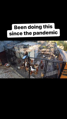 🐔🐓🐣 #weselfsufficient #brotheradrian #adpolo #kinglo