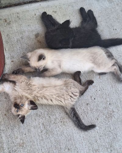 Kittens Say It's Hot Today

#cat #kitten #pet #mammal #animal #babyanimal #cute #siamesecat #hotday