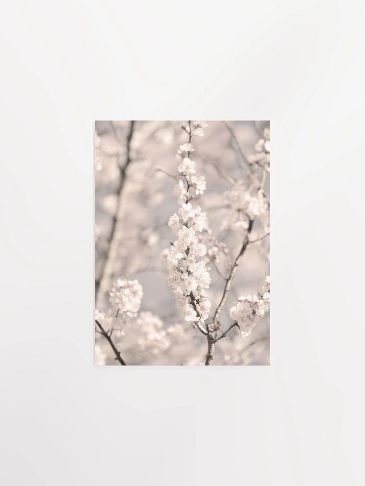 Sakura - Enhanced Matte Paper Poster product image (3)
