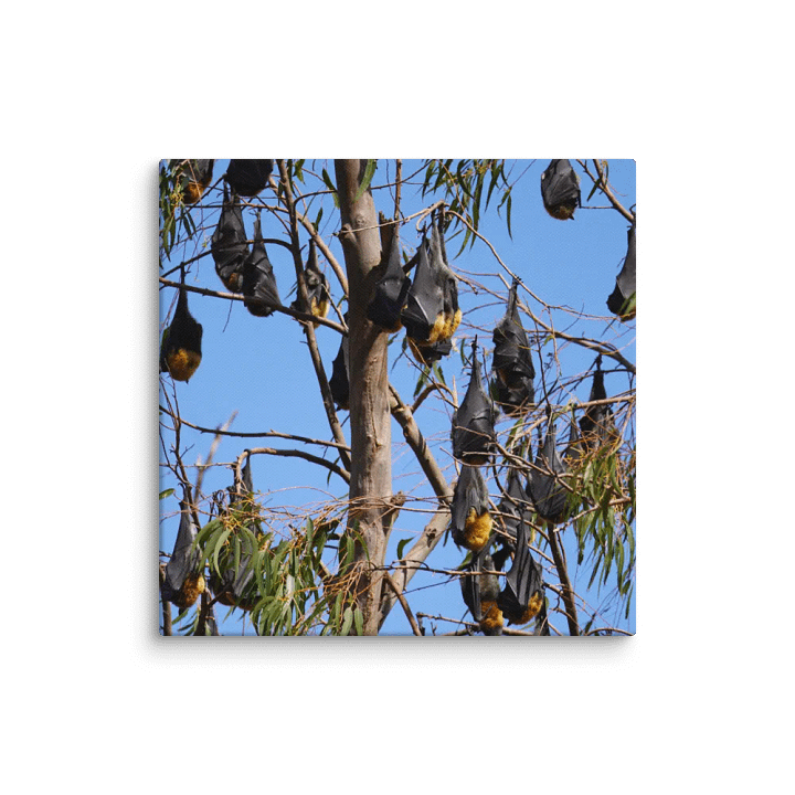 Bats Canvas product image (1)
