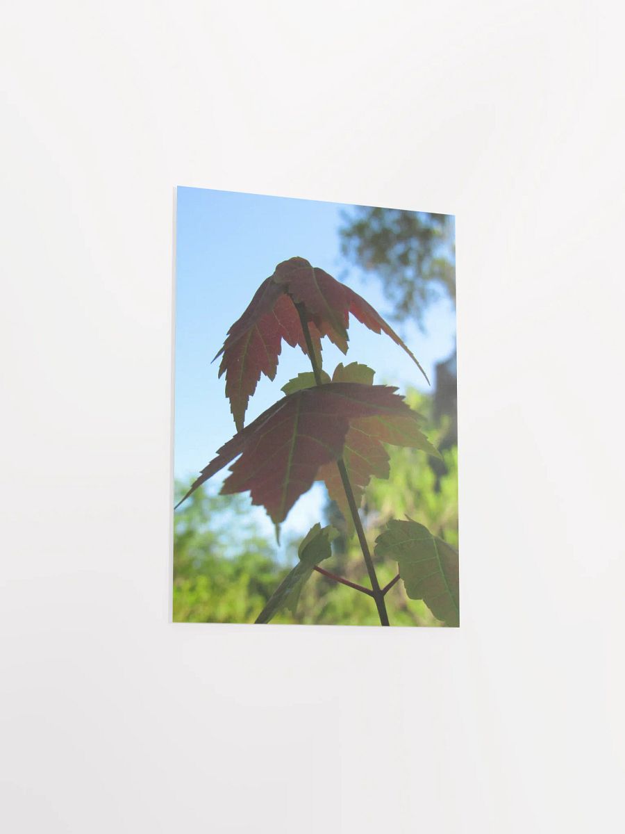 Maple Leaf product image (34)