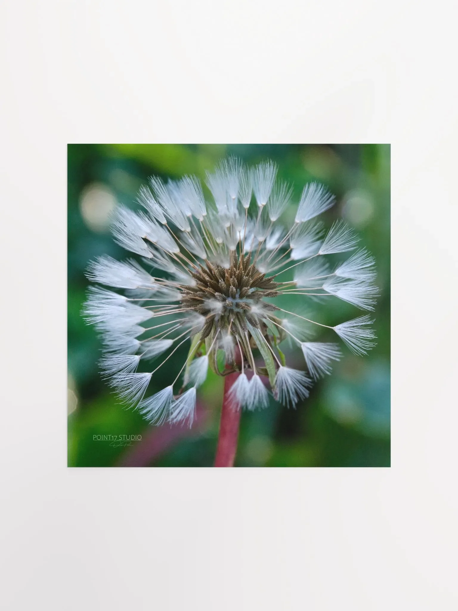 Dandelion #1 - Print product image (1)