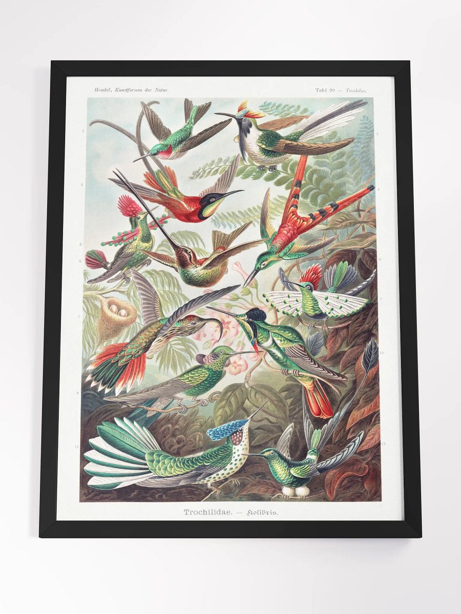 Kolibris product image (8)