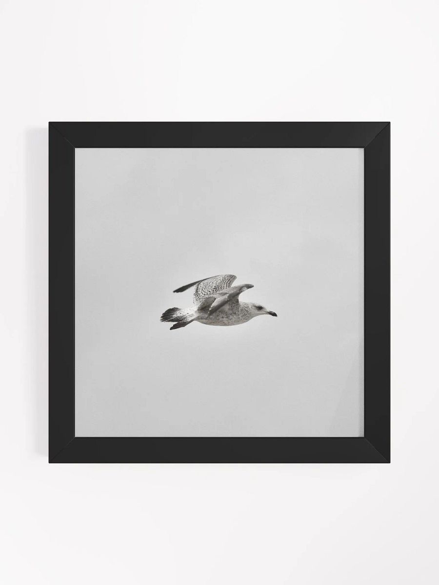 Young Gull in Flight Framed Photo Print product image (8)