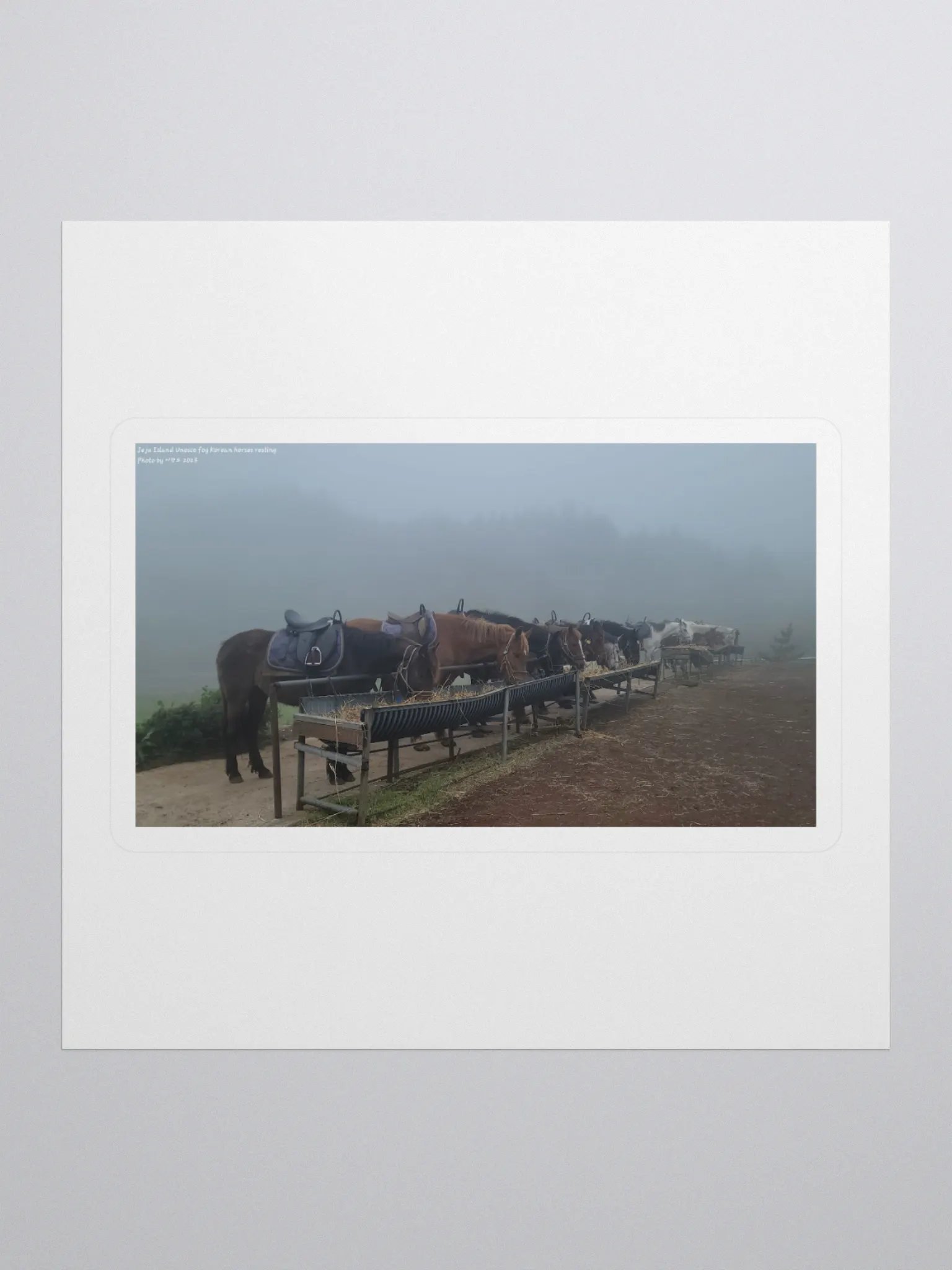 Jeju Island Unesco fog Korean horses resting product image (1)