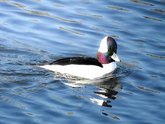 Buffleheads