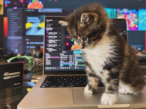 Tyson is ready for his first stream!
#twitchstreamer #kittensofinstagram