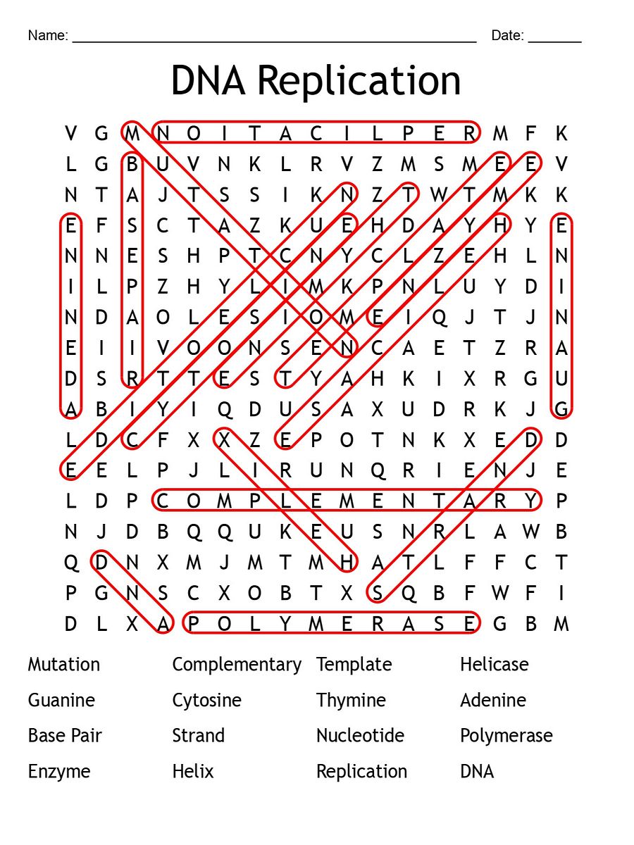 Printable DNA Replication Word Search – 16 Key Terms! product image (2)