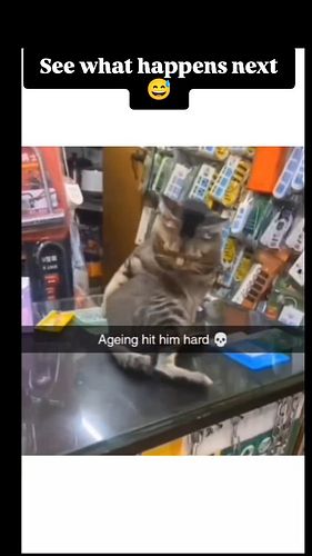 Funny cat videos 🤣🤣🤣🎄🎉🧨🎆Surprise in the bio 💯
.
.
.
Follow for more funny content 🛃
.
.
.
Credits : @cats_usa_
@catloversclub...