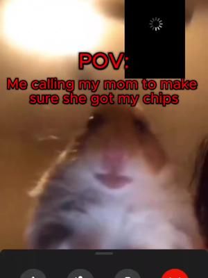 Hamster Calling Meme