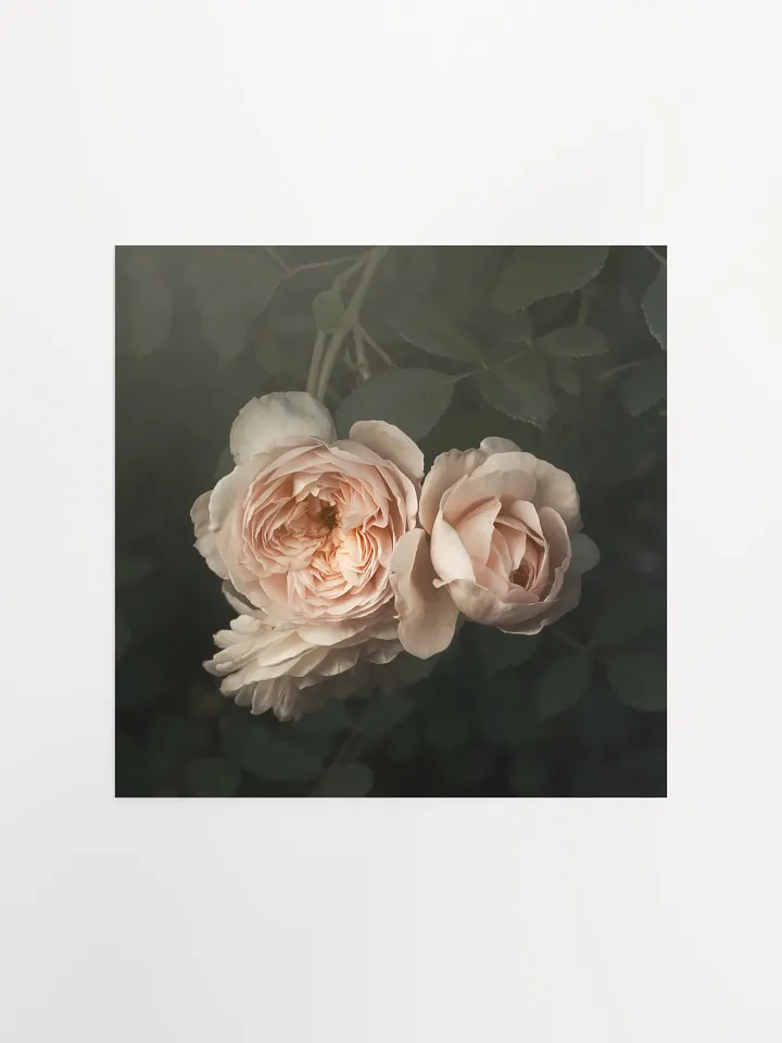 Pale English Cottage Roses product image (2)