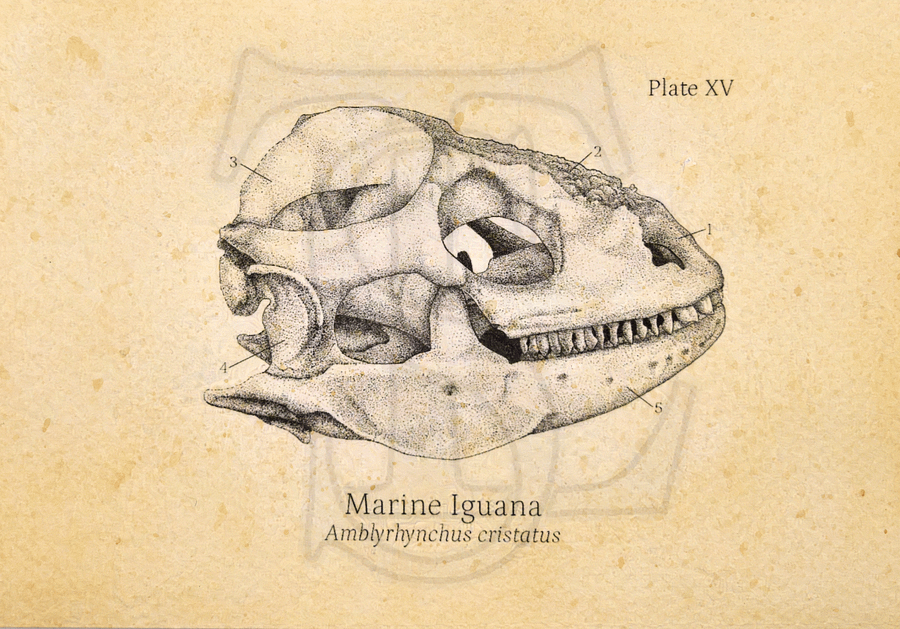 Marine Iguana Skull Giclée print (hand watercolored) product image (1)