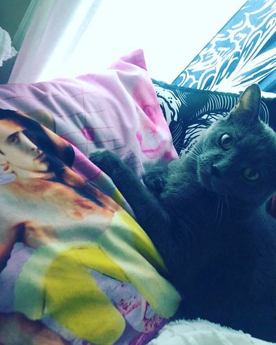 Get yourself a best friend that loves Nicholas Cage just as much as you!😽💕

#nicholascage #cagedbanana #catolascage #catsofin...