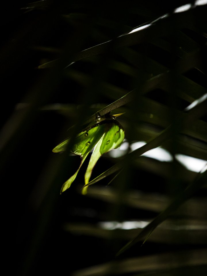 Luna moth product image (1)