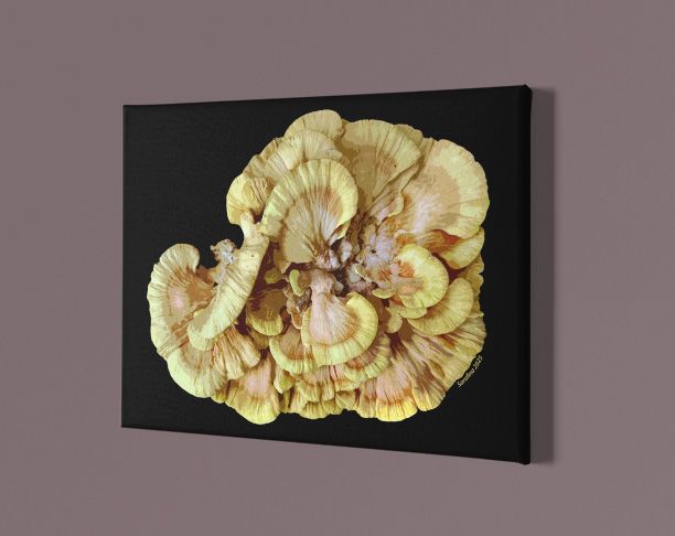 Chicken of the Woods 18x24 Inch Canvas Print product image (1)