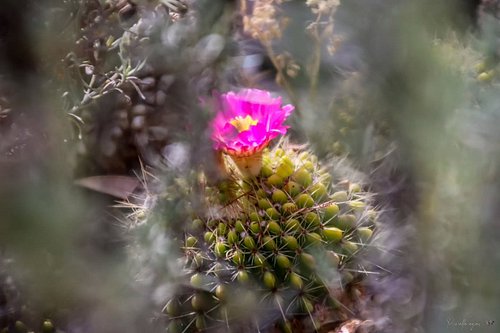 Partie de cache cache
#cactus #flowers