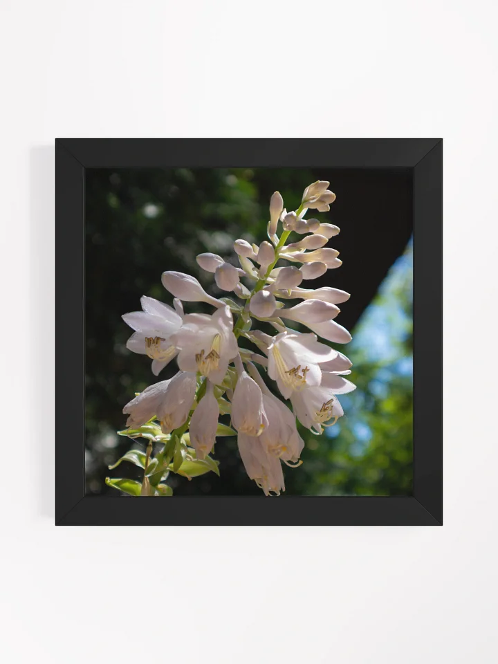 Hosta Flower - Partially Open Buds - Wood Framed Matte Poster 10 x 10 - Variety Colors product image (1)