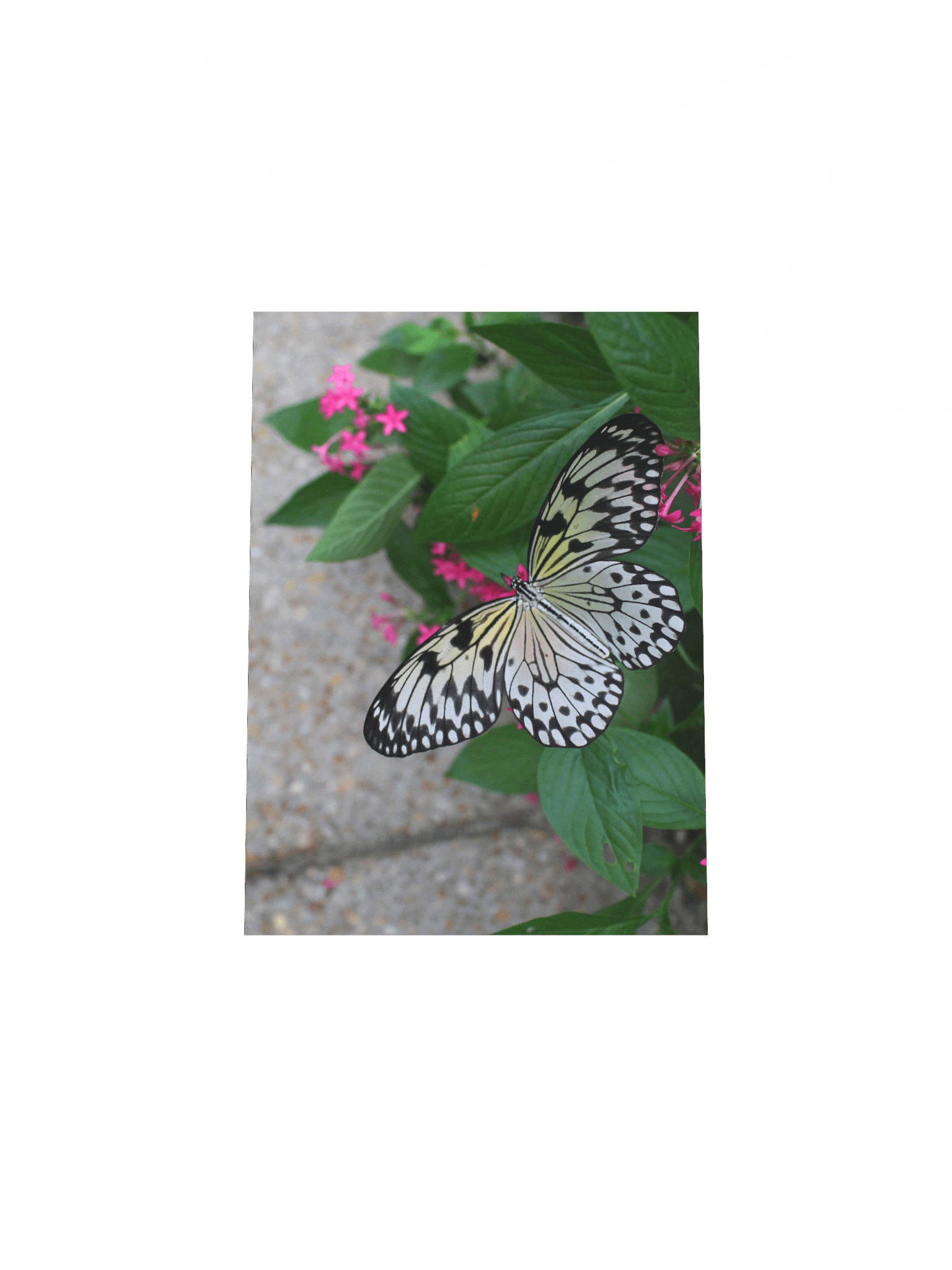Yellow Butterfly Flying product image (21)