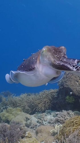 The Most Advanced Skin On Earth?!
#fish #nature #oceans #cuttlefish