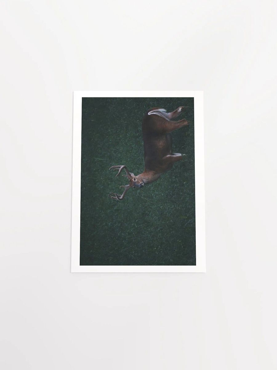 Majestic Antlered Deer Matte Poster product image (31)