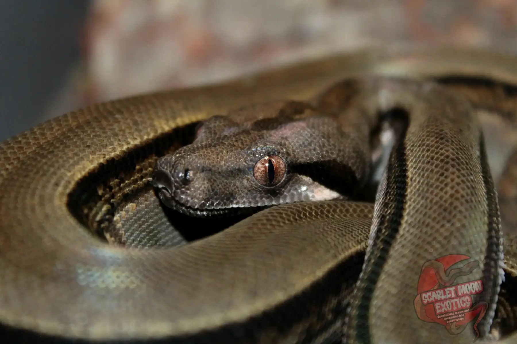 Winifred- Honduran FireBelly  📷 - Canon Rebel T6  #honduranboa #Herpetology #HonduranFireBelly #localityboa #firebellyboa #RareReptiles #rareboa #boaimperator #BoaLover #boaconstrictor #BoaConstrictorLove #SnakeCollection 