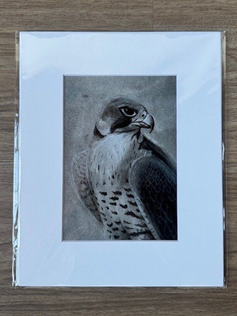 peregrine falcon charcoal print - 5x7" product image (1)