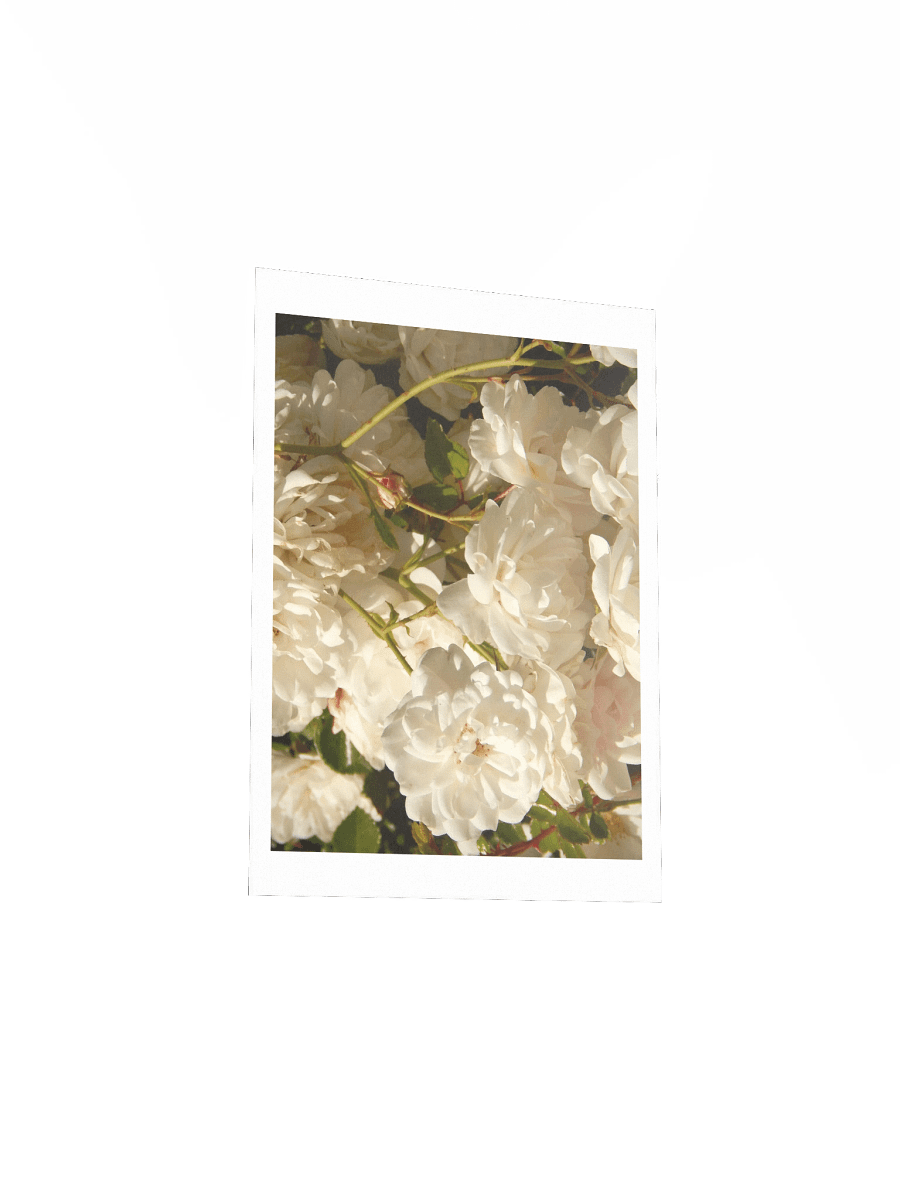 White Roses product image (3)