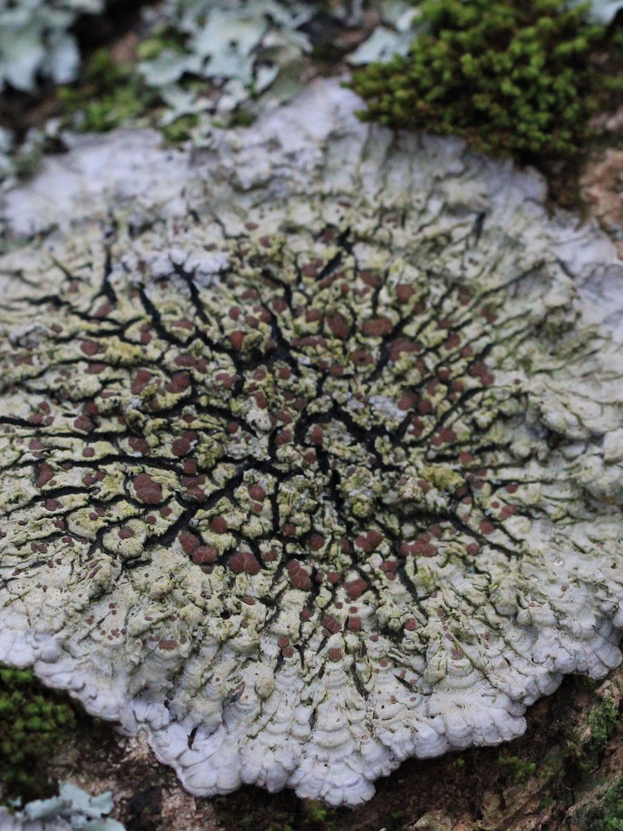 Lichen Image Collection product image (10)