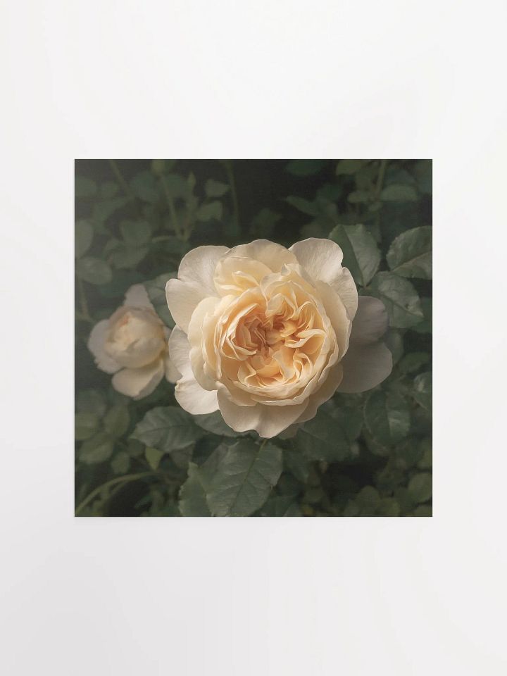 Pale Ivory English Cottage Rose product image (2)
