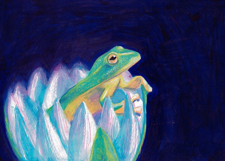 Frog in a Lily - Poster Print product image (1)