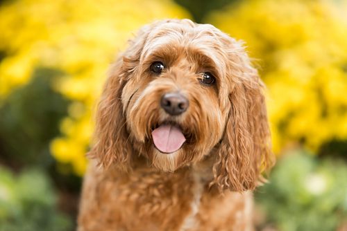 Finley was an absolute joy to work with—such a good boy! His charming personality truly shines through in every shot. 📸❤️