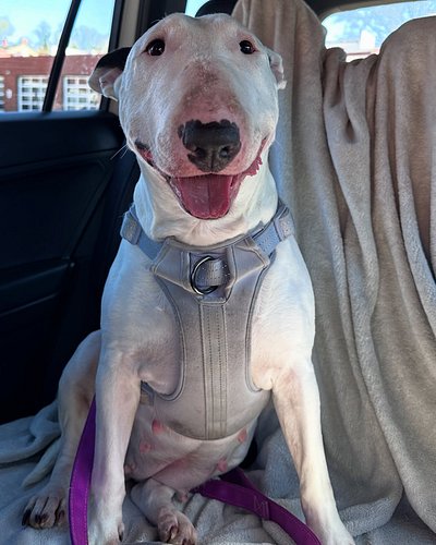 MONA HAS BEEN ADOPTED! 6/1/25
🐾 Meet Mona our foster pup - Ready for her new home♥️

We recently rescued Mona from an unfortu...