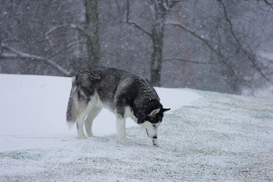 Blue Eye Siberian Husky in the Snow with Trees in the background product image (6)