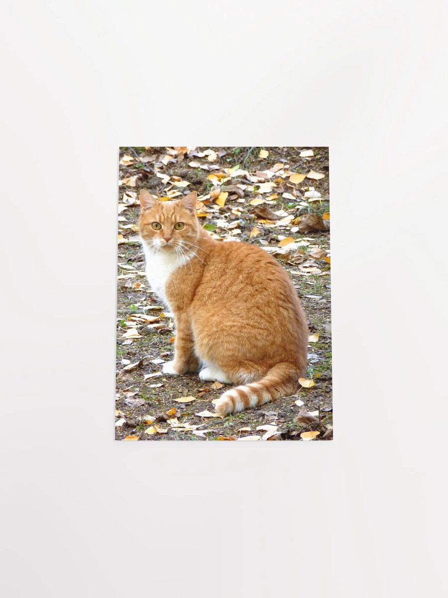 The domestic cat - Enhanced Matte Paper Poster product image (4)