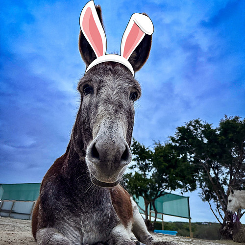 Happy Easter everyone!

** Serrano is an Alveus Educational Ambassador. Not a pet **

#alveussanctuary #animals #nature #anim...