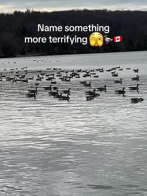 Cant believe I made it through unscathed 🫣🦆🇨🇦 #canadageese #canadian #canadianjokes 