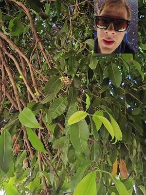 Quel fruit ou épice va naître ? je pousse uniquement sous les tropiques, j'accepte 6 à 7 mois sans pluie et je provient d'un arbre qui produit de l'ombre 