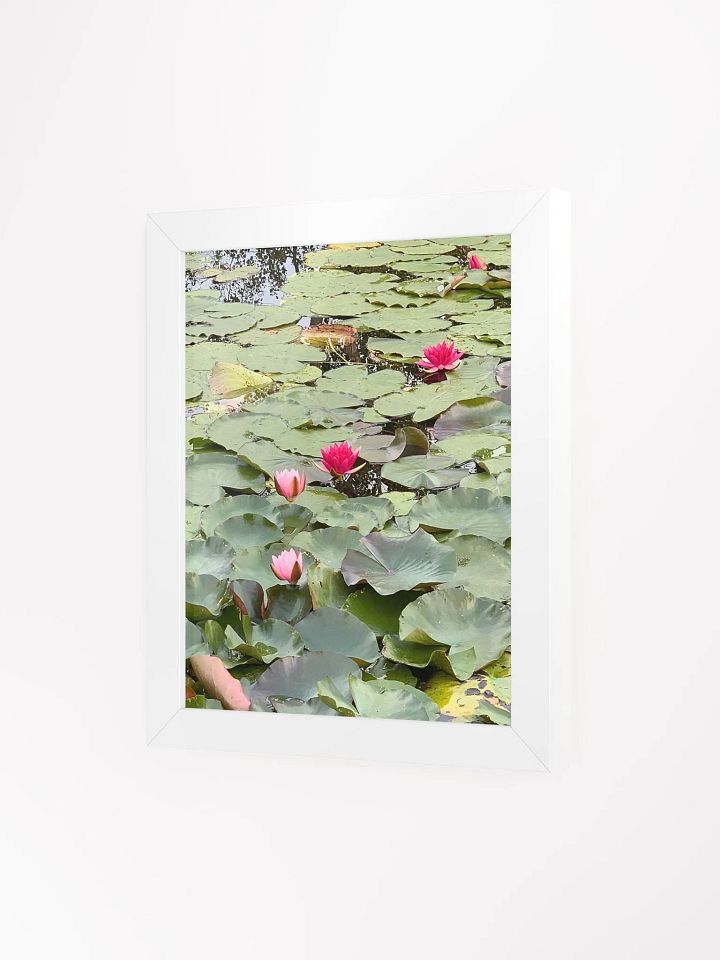 Pink Water Lilies in a Pond product image (2)