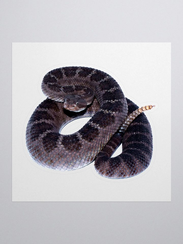 Arizona Black Rattlesnake Sticker product image (1)