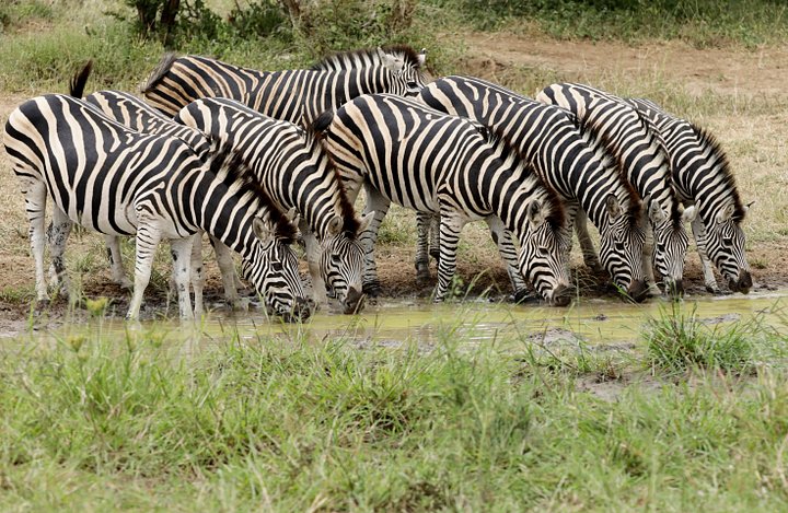 Zebra product image (1)