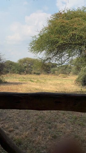 Having a cup of coffee on my deck and 50 yards away…