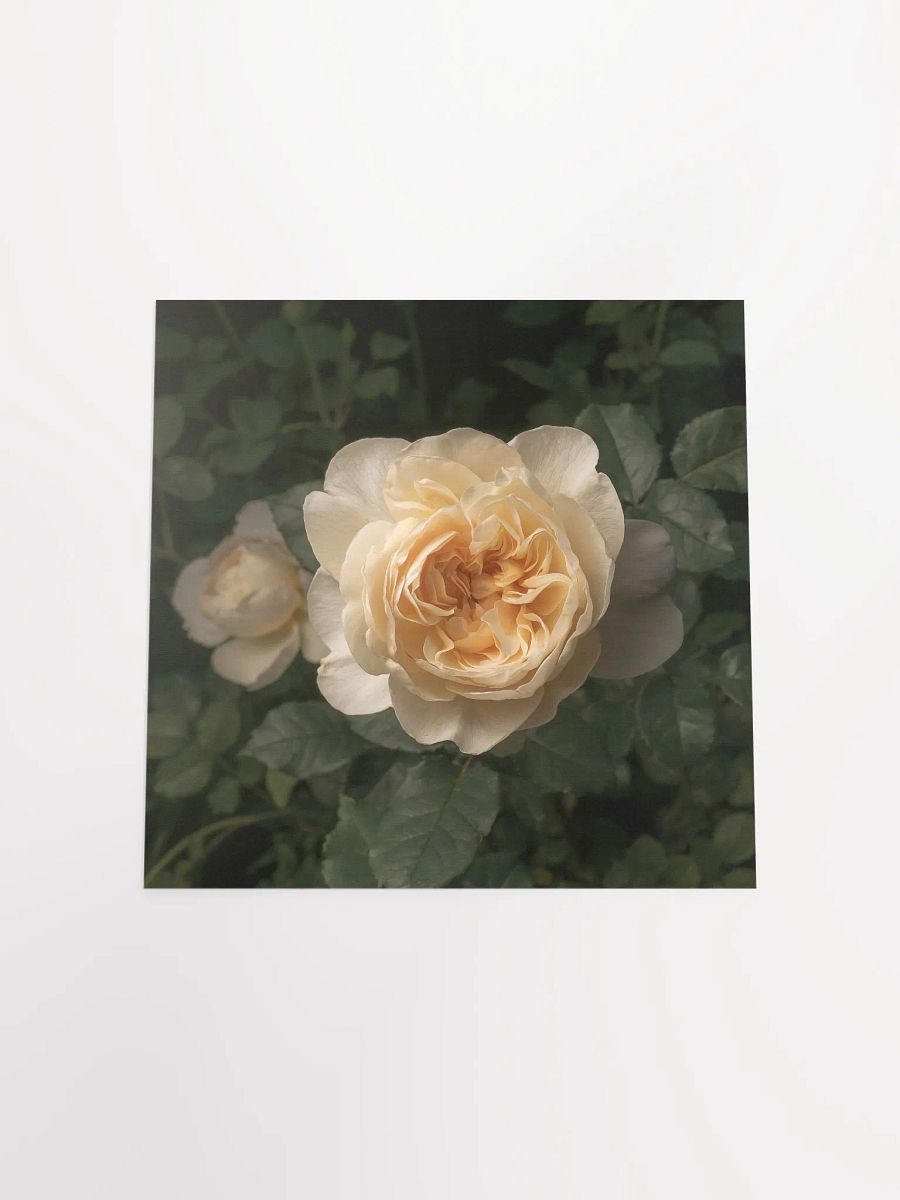 Pale Ivory English Cottage Rose product image (3)