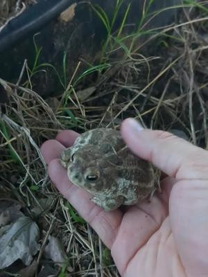 Sweet boi tried to escape into my garage, so I gave him a safer home under a tree. #toad #toadsoftiktok #sweetboy 