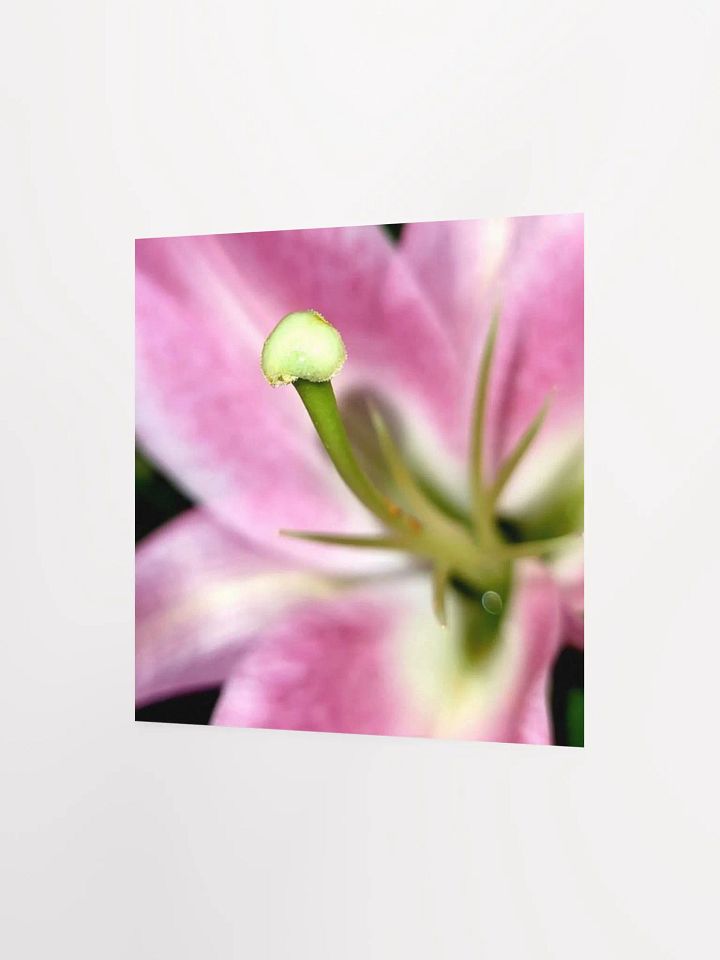 Lily product image (9)