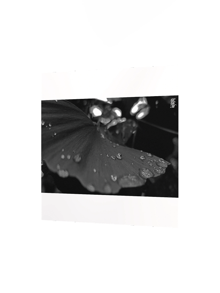 Black and White Dew on Leaf product image (6)