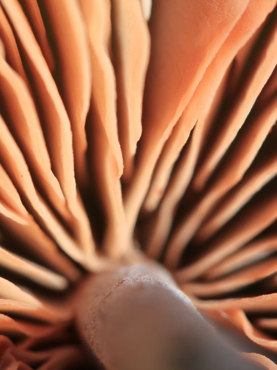 Fungi Image Collection product image (7)