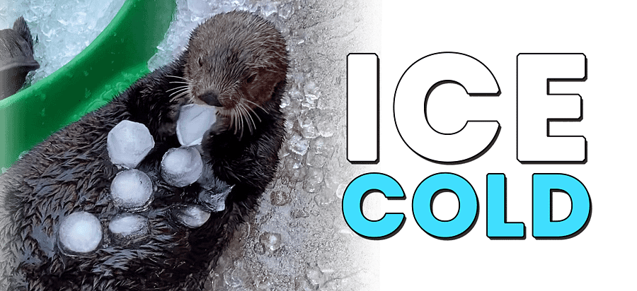 Ice Cold Otter Koozie product image (5)